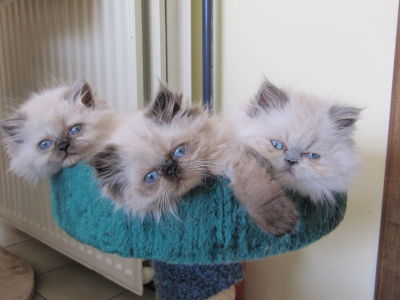 kasteel Volg ons volwassen Cattery \'t Perzisch Tapijt | Perzische katjes beschikbaar!